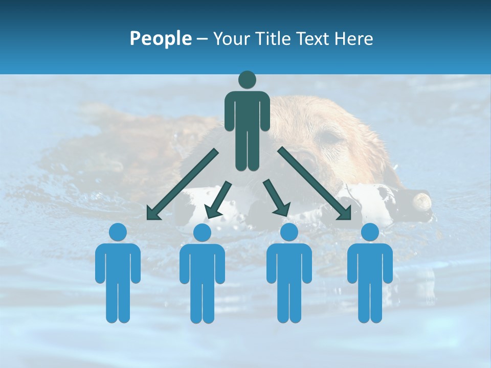 A Dog Swimming In A Pool With A Toy In Its Mouth PowerPoint Template