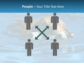 A Dog Swimming In A Pool With A Toy In Its Mouth PowerPoint Template