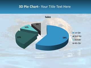 A Dog Swimming In A Pool With A Toy In Its Mouth PowerPoint Template
