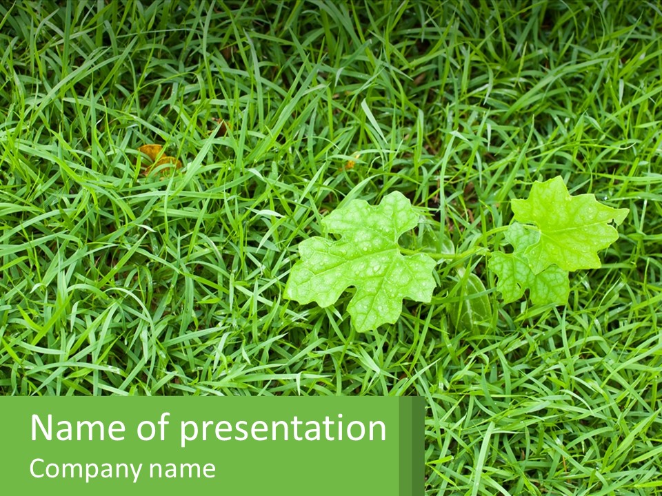 A Green Leafy Plant In The Middle Of Some Grass PowerPoint Template