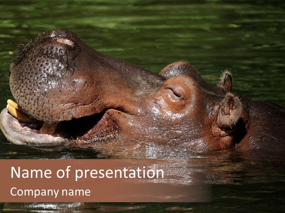 A Hippopotamus In A Body Of Water With Its Mouth Open PowerPoint Template