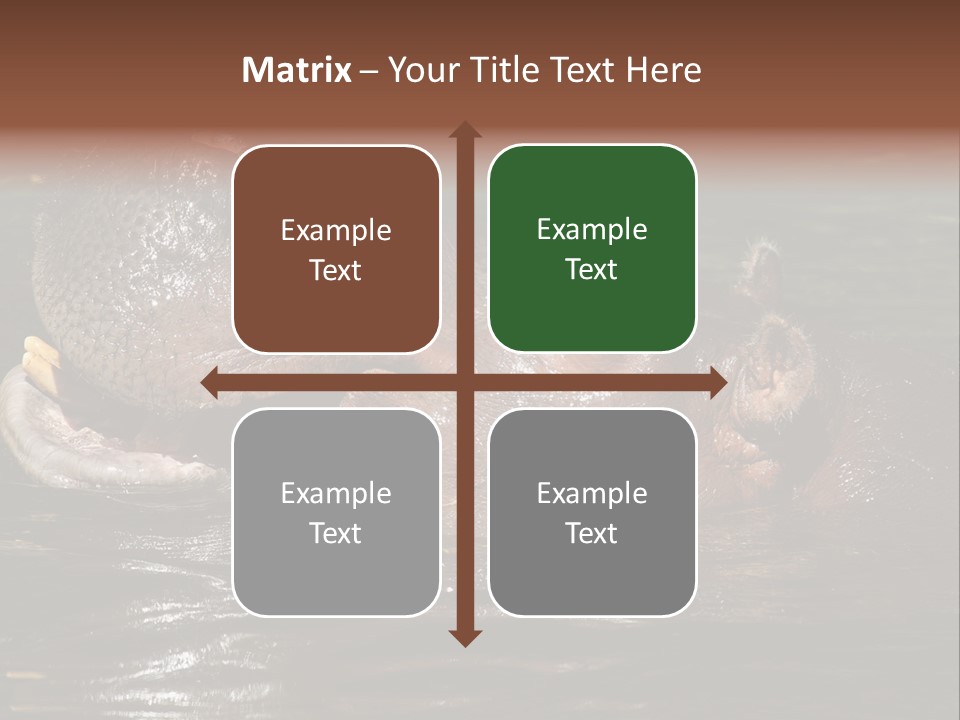 A Hippopotamus In A Body Of Water With Its Mouth Open PowerPoint Template