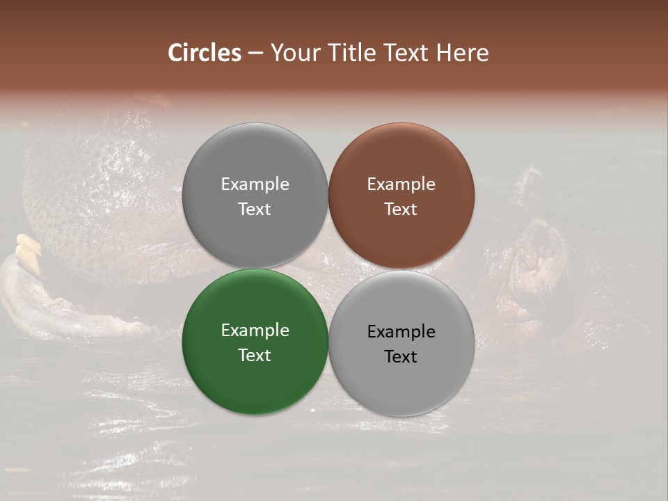 A Hippopotamus In A Body Of Water With Its Mouth Open PowerPoint Template