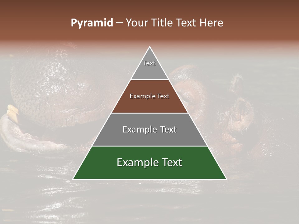 A Hippopotamus In A Body Of Water With Its Mouth Open PowerPoint Template