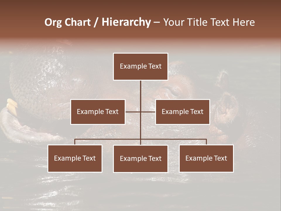 A Hippopotamus In A Body Of Water With Its Mouth Open PowerPoint Template