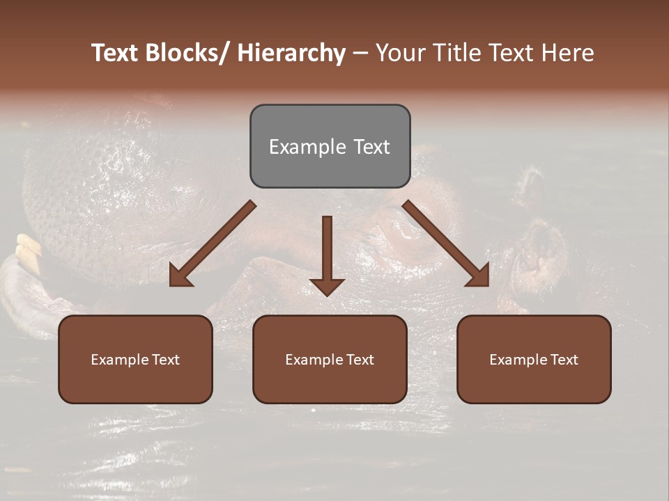 A Hippopotamus In A Body Of Water With Its Mouth Open PowerPoint Template