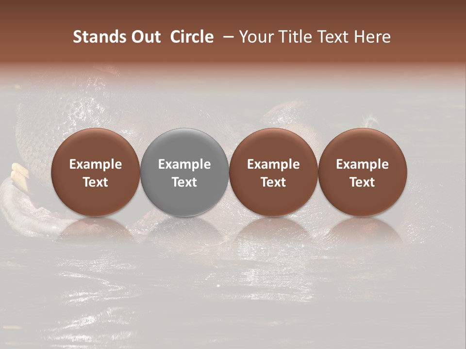 A Hippopotamus In A Body Of Water With Its Mouth Open PowerPoint Template