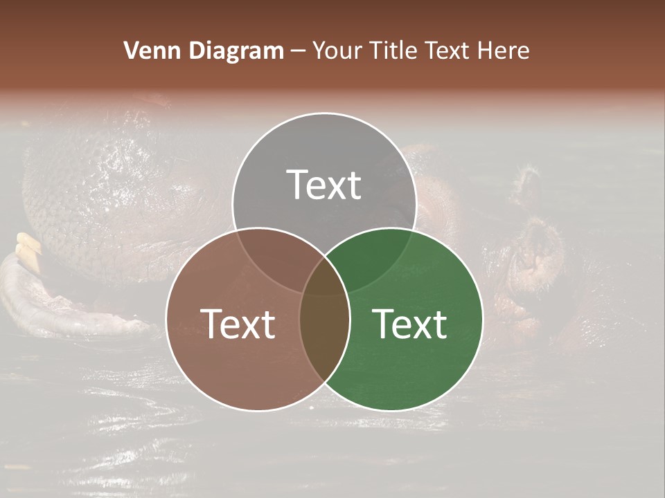 A Hippopotamus In A Body Of Water With Its Mouth Open PowerPoint Template