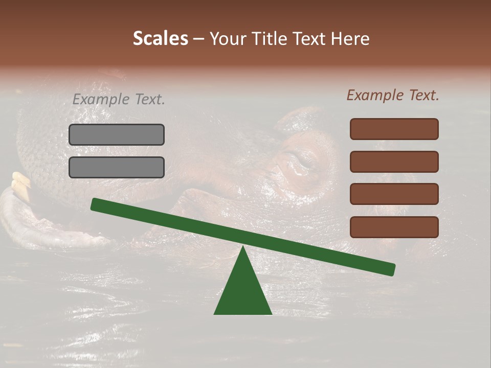 A Hippopotamus In A Body Of Water With Its Mouth Open PowerPoint Template