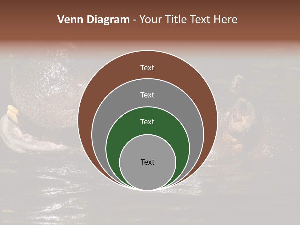 A Hippopotamus In A Body Of Water With Its Mouth Open PowerPoint Template