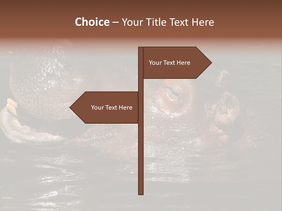 A Hippopotamus In A Body Of Water With Its Mouth Open PowerPoint Template