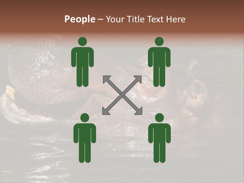 A Hippopotamus In A Body Of Water With Its Mouth Open PowerPoint Template