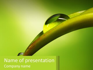 A Drop Of Water On Top Of A Green Leaf PowerPoint Template