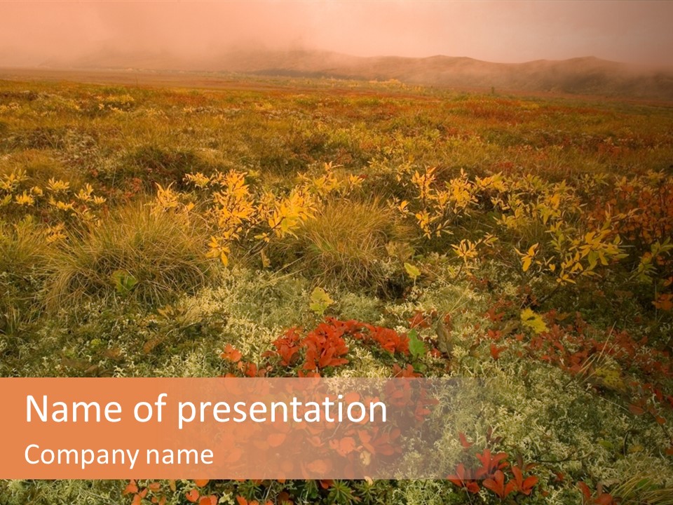 A Field With Flowers In The Foreground And A Foggy Sky In The Background PowerPoint Template
