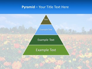 A Field Full Of Yellow And Orange Flowers PowerPoint Template