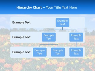 A Field Full Of Yellow And Orange Flowers PowerPoint Template