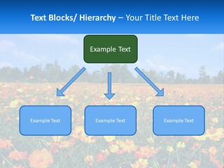 A Field Full Of Yellow And Orange Flowers PowerPoint Template