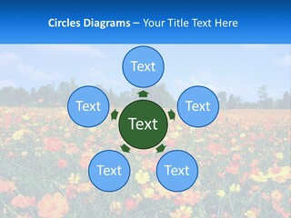 A Field Full Of Yellow And Orange Flowers PowerPoint Template