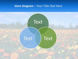 A Field Full Of Yellow And Orange Flowers PowerPoint Template