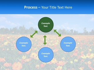 A Field Full Of Yellow And Orange Flowers PowerPoint Template