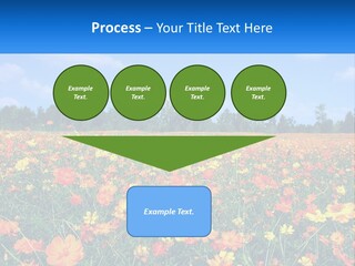 A Field Full Of Yellow And Orange Flowers PowerPoint Template