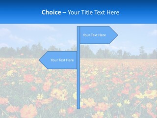 A Field Full Of Yellow And Orange Flowers PowerPoint Template