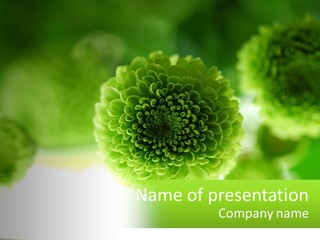 A Green Flower Powerpoint Presentation Template PowerPoint Template