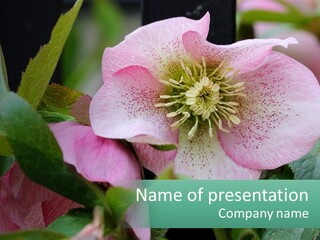 A Pink Flower With Green Leaves On It PowerPoint Template