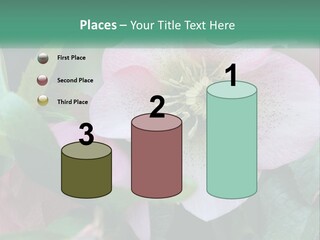 A Pink Flower With Green Leaves On It PowerPoint Template