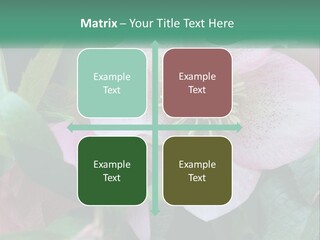 A Pink Flower With Green Leaves On It PowerPoint Template