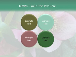 A Pink Flower With Green Leaves On It PowerPoint Template