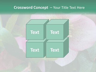 A Pink Flower With Green Leaves On It PowerPoint Template