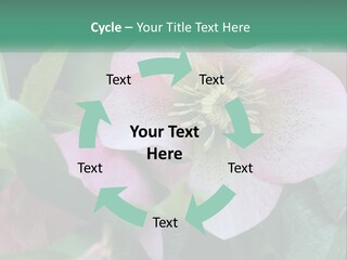 A Pink Flower With Green Leaves On It PowerPoint Template