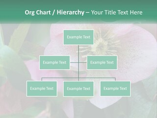 A Pink Flower With Green Leaves On It PowerPoint Template