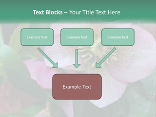 A Pink Flower With Green Leaves On It PowerPoint Template