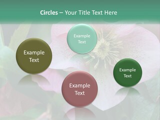 A Pink Flower With Green Leaves On It PowerPoint Template