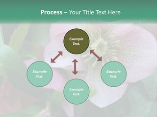 A Pink Flower With Green Leaves On It PowerPoint Template