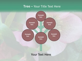 A Pink Flower With Green Leaves On It PowerPoint Template