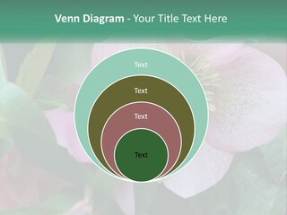 A Pink Flower With Green Leaves On It PowerPoint Template