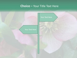 A Pink Flower With Green Leaves On It PowerPoint Template