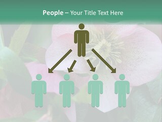 A Pink Flower With Green Leaves On It PowerPoint Template