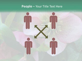 A Pink Flower With Green Leaves On It PowerPoint Template