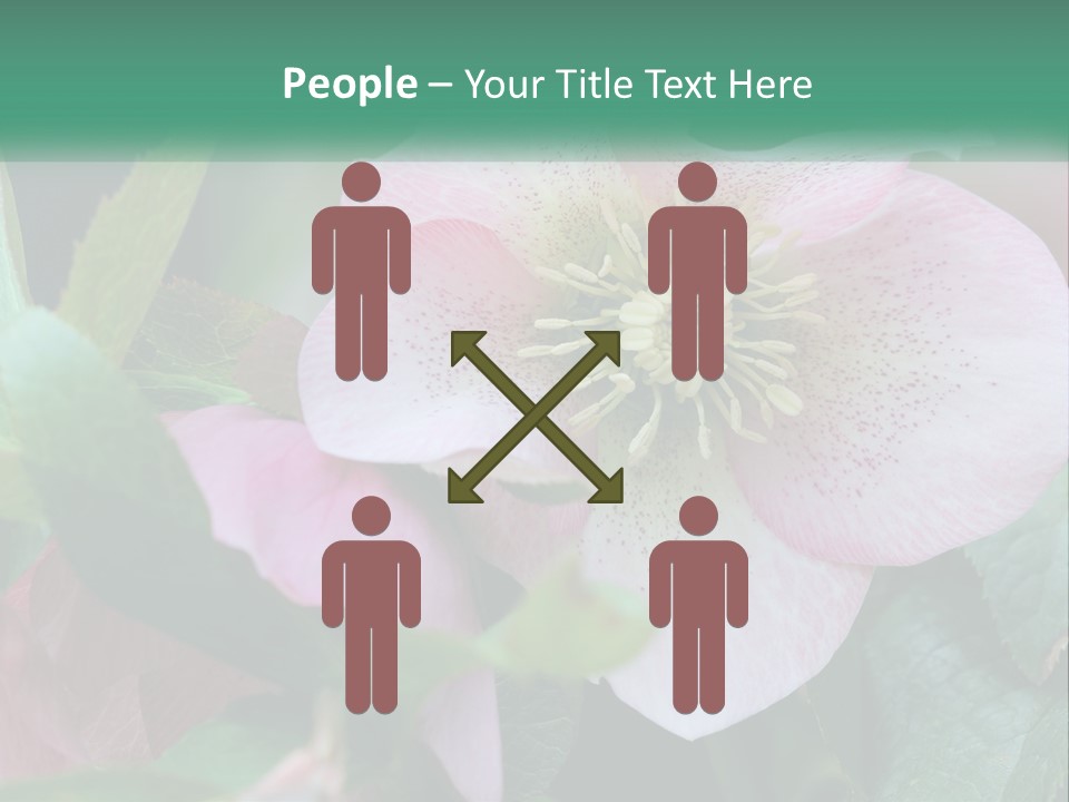 A Pink Flower With Green Leaves On It PowerPoint Template