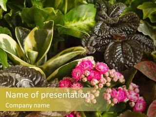 A Bunch Of Plants That Are In The Grass PowerPoint Template
