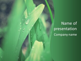 A Green Plant With Drops Of Water On It PowerPoint Template