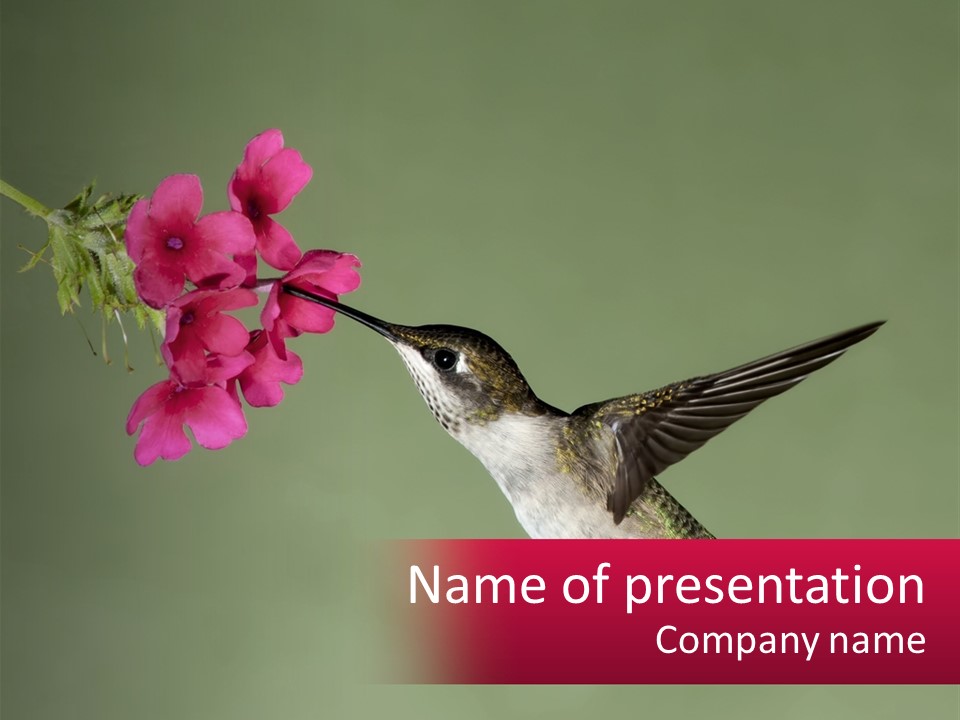 A Hummingbird In Flight With A Pink Flower In Its Beak PowerPoint Template