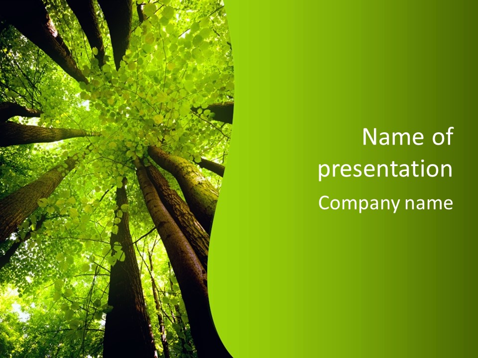 A Green Forest Powerpoint Presentation Template PowerPoint Template