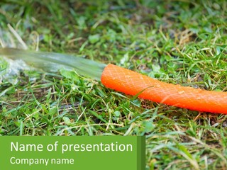A Carrot Laying On The Ground With A Hose Attached To It PowerPoint Template
