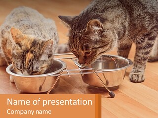 Two Cats Eating Out Of A Metal Bowl PowerPoint Template