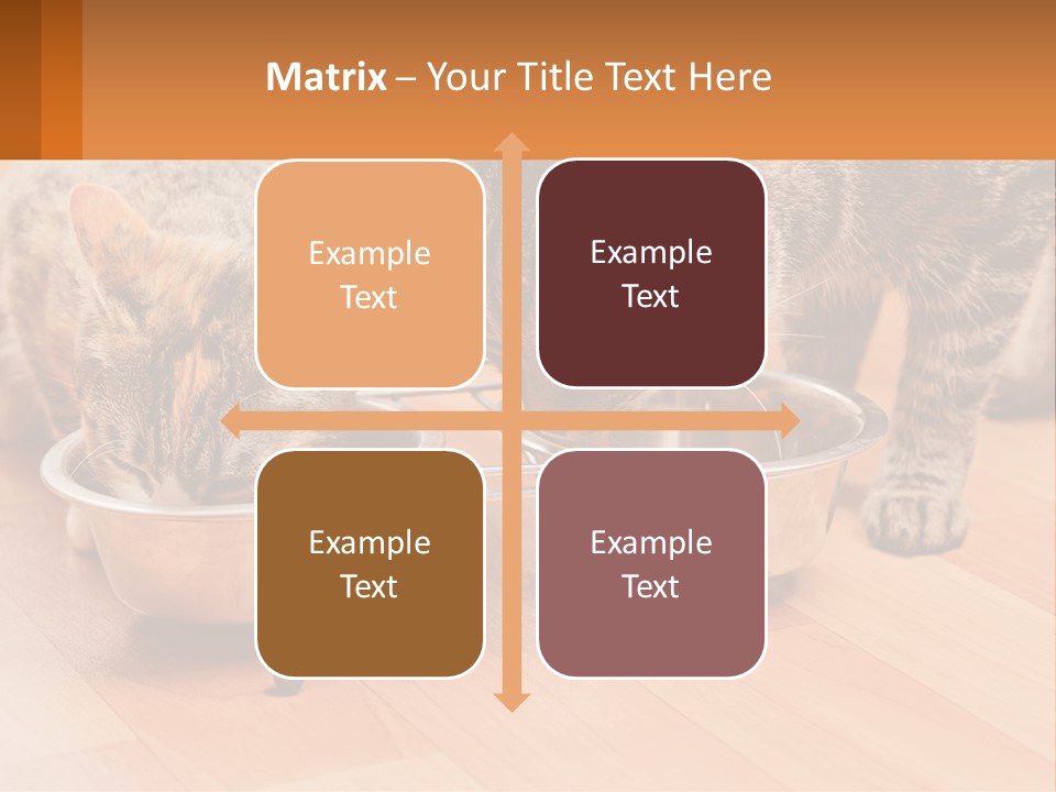 Two Cats Eating Out Of A Metal Bowl PowerPoint Template